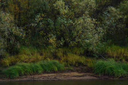 A picturesque river bank in early autumn with grass on the bank changing its color from green to yellow.の写真素材