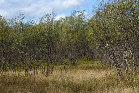 A picturesque landscape. Willow thickets near the river bank with tall grass in early autumnの写真素材