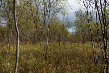 A picturesque landscape. Willow thickets near the river bank with tall grass in early autumnの写真素材