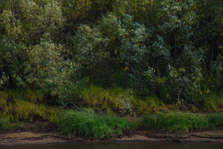 A picturesque river bank in early autumn with grass on the bank changing its color from green to yellow.の写真素材