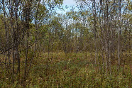 A picturesque landscape. Willow thickets near the river bank with tall grass in early autumnの写真素材