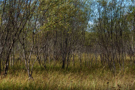 A picturesque landscape. Willow thickets near the river bank with tall grass in early autumnの写真素材