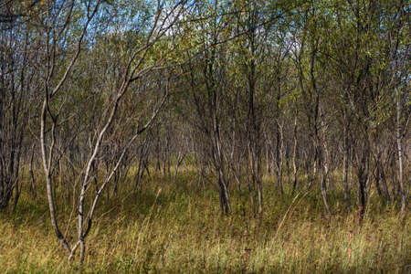 A picturesque landscape. Willow thickets near the river bank with tall grass in early autumnの写真素材