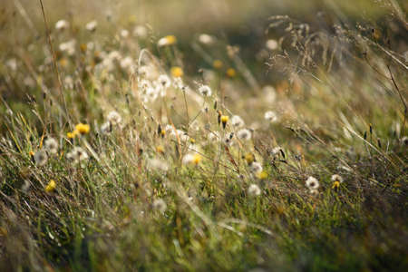 Details of the field in the autumn period. Dry grass close-up with withering dandelions and coltsfoot.の写真素材