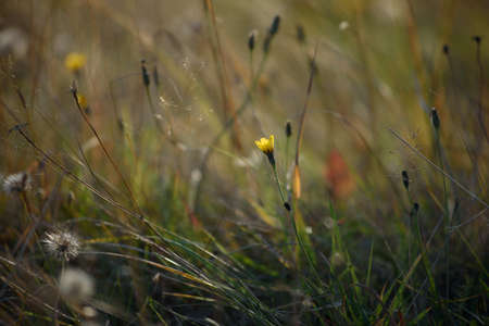 Details of the field in the autumn period. Dry grass close-up with withering dandelions and coltsfoot.の写真素材