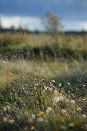 Details of the field in the autumn period. Dry grass close-up with withering dandelions and...