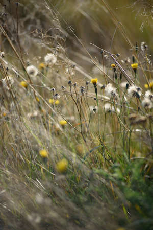 Details of the field in the autumn period. Dry grass close-up with withering dandelions and coltsfoot.の写真素材