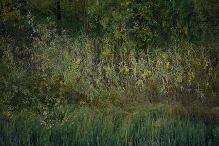 A picturesque river bank in early autumn with grass on the bank changing its color from green to yellow.の写真素材