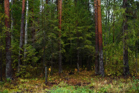Colors of autumn. Landscape. Mixed forest. Colorful leaves and herbs in early autumn.の写真素材