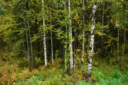 Colors of autumn. Landscape. Mixed forest. Colorful leaves and herbs in early autumn.の写真素材