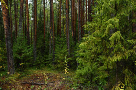 Colors of autumn. Landscape. Mixed forest. Colorful leaves and herbs in early autumn.の写真素材