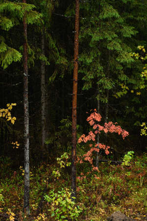 Colors of autumn. Landscape. Mixed forest. Colorful leaves and herbs in early autumn.の写真素材