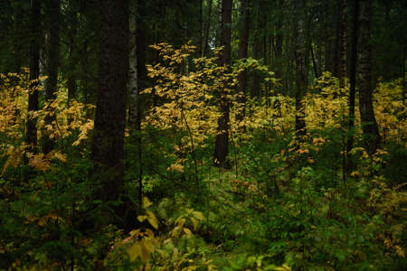 Colors of autumn. Landscape. Mixed forest. Colorful leaves and herbs in early autumn.の写真素材