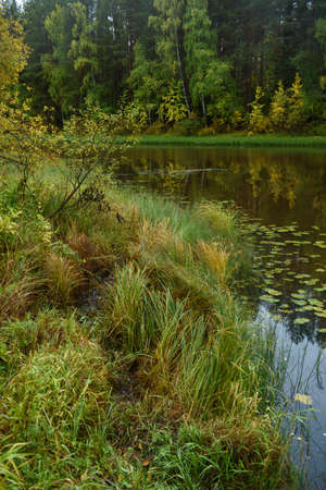 A picturesque lakein early autumn with grass and water-lily leavesの写真素材