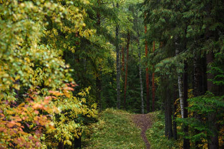 A path running past the trees of the northern forest in the autumn season.の写真素材