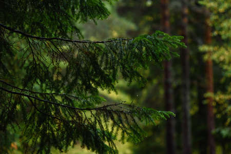 Spruce branches close up covered with raindrops on an autumn dayの写真素材
