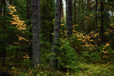 Colors of autumn. Landscape. Mixed forest. Colorful leaves and herbs in early autumn.の写真素材