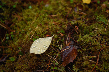 A fallen bird cherry leaf lying on the moss in the forest is covered with raindrops.の写真素材