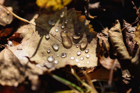 Close-up. Old withered autumn foliage on the ground in the forest with dew drops.の写真素材