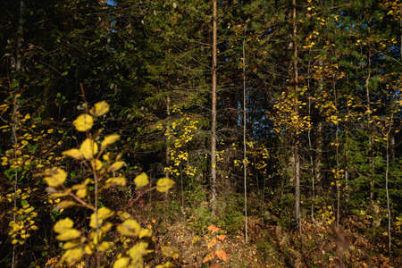 Colors of autumn. Landscape. Mixed forest. Colorful leaves and herbs in early autumn.の写真素材