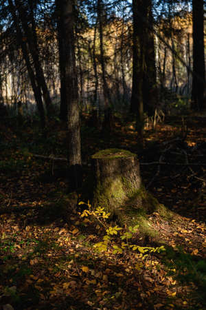 An old stump overgrown with moss in a dense shaded forest, illuminated by the warm autumn sun.の写真素材