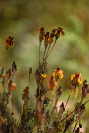Marigold flowers wilted due to freezing in the light of the warm autumn sun.の写真素材