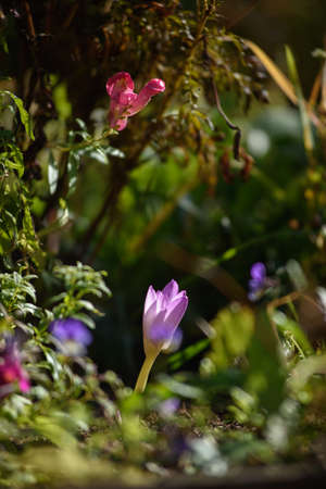 Colchicum flowers close-up on a flower bed in the bright light of the sun.の写真素材