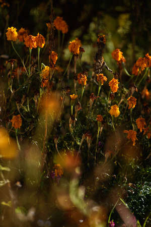 Marigold flowers wilted due to freezing in the light of the warm autumn sun.の写真素材