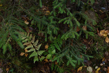 A fern in the forest covered with branches of fir trees in close-up in late autumn.の写真素材
