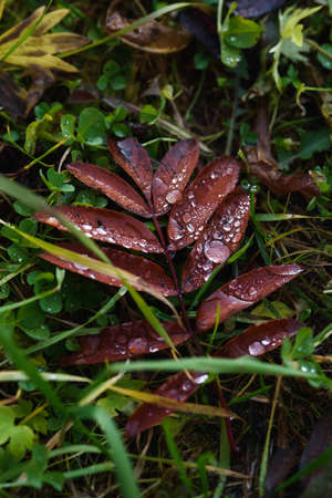 Close-up. Old withered autumn foliage ÑÐ° rowan tree on the ground in the forest with dew drops.の写真素材