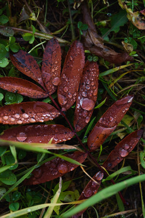 Close-up. Old withered autumn foliage ÑÐ° rowan tree on the ground in the forest with dew drops.の写真素材