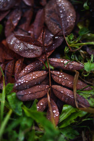 Close-up. Old withered autumn foliage ÑÐ° rowan tree on the ground in the forest with dew drops.の写真素材