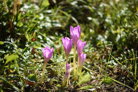 Colchicum flowers close-up on a flower bed in the bright light of the sun.の写真素材