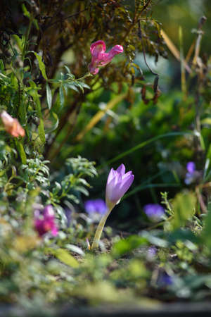Colchicum flowers close-up on a flower bed in the bright light of the sun.の写真素材