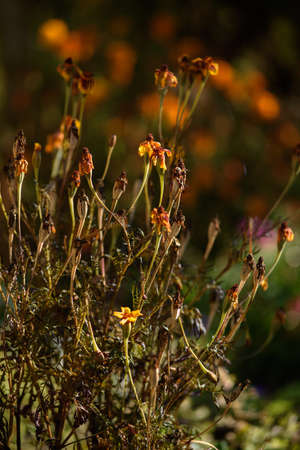 Marigold flowers wilted due to freezing in the light of the warm autumn sun.の写真素材