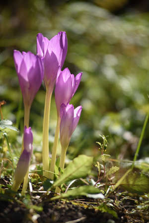 Colchicum flowers close-up on a flower bed in the bright light of the sun.の写真素材