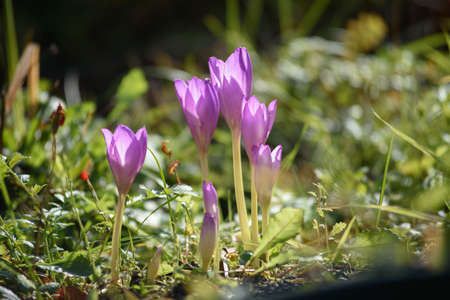 Colchicum flowers close-up on a flower bed in the bright light of the sun.の写真素材