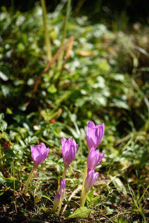 Colchicum flowers close-up on a flower bed in the bright light of the sun.の写真素材