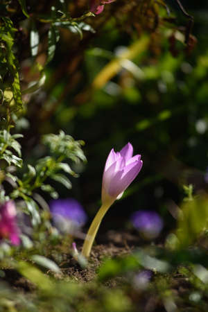 Colchicum flowers close-up on a flower bed in the bright light of the sun.の写真素材