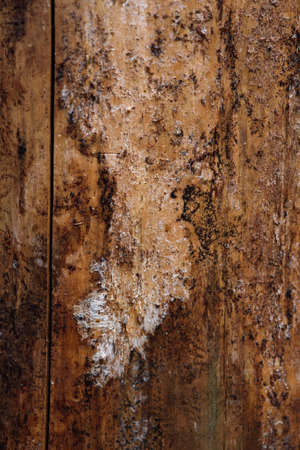 The trunk of an old pine tree eaten by bark beetles and termites close-up.の写真素材