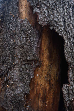 The trunk of an old pine tree eaten by bark beetles and termites close-up.の写真素材