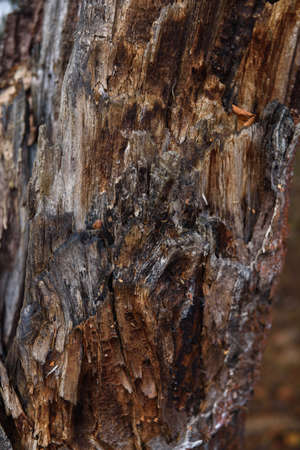 The trunk of an old pine tree eaten by bark beetles and termites close-up.の写真素材