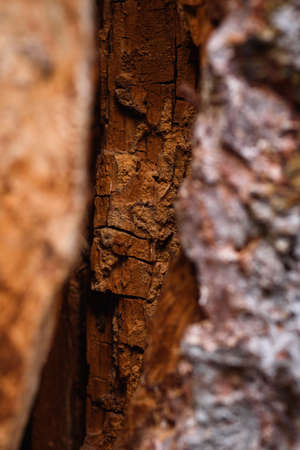 The trunk of an old pine tree eaten by bark beetles and termites close-up.の写真素材