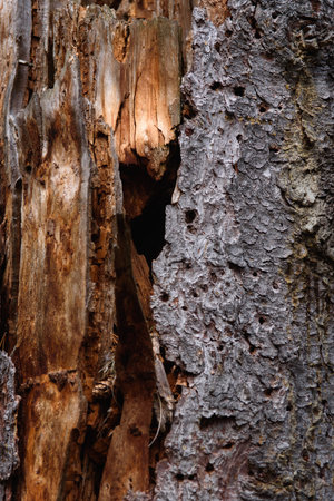 The trunk of an old pine tree eaten by bark beetles and termites close-up.の写真素材