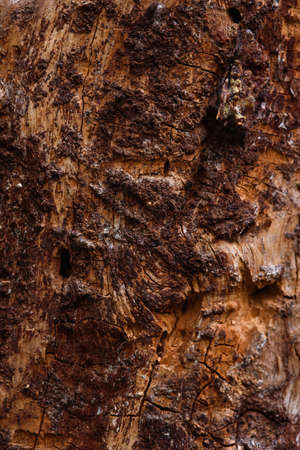 The trunk of an old pine tree eaten by bark beetles and termites close-up.の写真素材