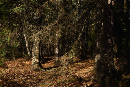 Landscape of the autumn forest. Branching tall trees with deep shadows and the glare of the sun. Fallen leaves on the ground. The forest is waiting for winter.の写真素材