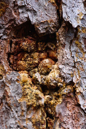 Bark of an old pine tree with streaks of amber resin close-up.の写真素材