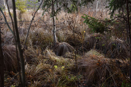 Exit from the forest to the field through a swampy place with hummocks and tall grass.の写真素材