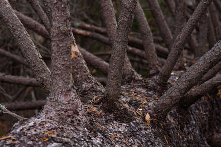 Old broken spruce in the autumn forest close-upの写真素材