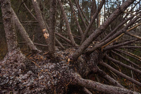 Old broken spruce in the autumn forest close-upの写真素材